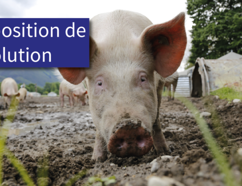 Peste porcine africaine : un risque agroalimentaire majeur.